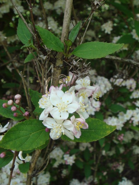Deutzia bunyardii fleur P1C